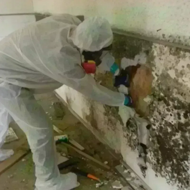 Mold Remediation and Removal in Monterey, TN